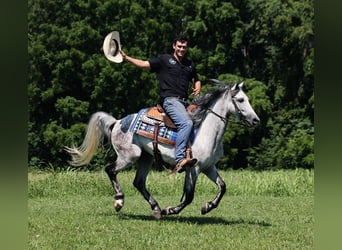 Andaluces, Caballo castrado, 10 años, 150 cm, Tordo rodado