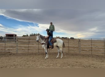 Andaluces Mestizo, Caballo castrado, 10 años, 152 cm, Tordo