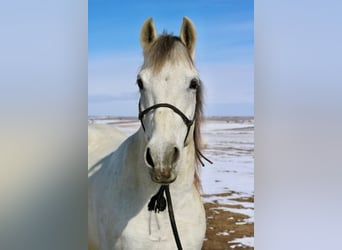 Andaluces Mestizo, Caballo castrado, 10 años, 152 cm, Tordo