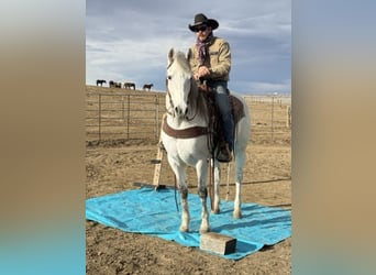 Andaluces Mestizo, Caballo castrado, 10 años, 152 cm, Tordo