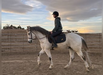 Andaluces Mestizo, Caballo castrado, 10 años, 152 cm, Tordo