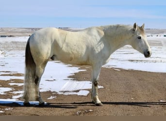 Andaluces Mestizo, Caballo castrado, 10 años, 152 cm, Tordo