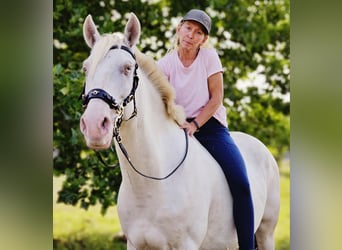 Andaluces Mestizo, Caballo castrado, 10 años, 153 cm, Cremello