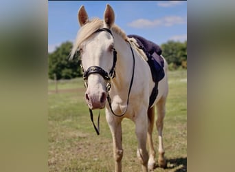 Andaluces, Caballo castrado, 10 años, 153 cm, Cremello