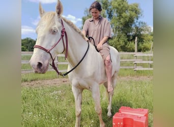 Andaluces, Caballo castrado, 10 años, 153 cm, Cremello