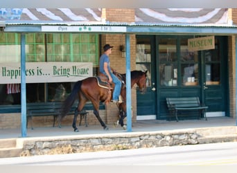 Andaluces, Caballo castrado, 10 años, 155 cm, Castaño rojizo