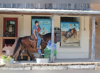 Andaluces, Caballo castrado, 10 años, 155 cm, Castaño rojizo