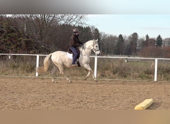 Andaluces Mestizo, Caballo castrado, 10 años, 156 cm, Tordo