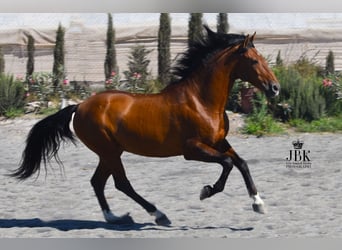 Andaluces, Caballo castrado, 10 años, 158 cm, Castaño