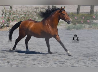 Andaluces, Caballo castrado, 10 años, 158 cm, Castaño