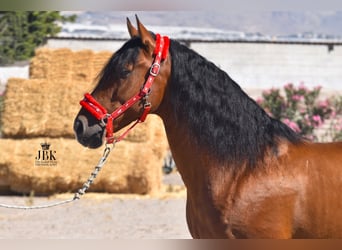 Andaluces, Caballo castrado, 10 años, 158 cm, Castaño