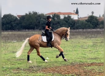 Andaluces, Caballo castrado, 10 años, 158 cm, Palomino