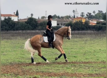 Andaluces, Caballo castrado, 10 años, 158 cm, Palomino