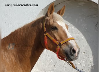 Andaluces, Caballo castrado, 10 años, 158 cm, Palomino