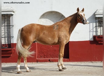 Andaluces, Caballo castrado, 10 años, 158 cm, Palomino