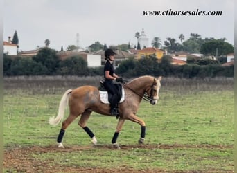 Andaluces, Caballo castrado, 10 años, 158 cm, Palomino