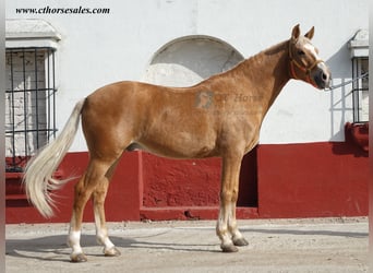 Andaluces, Caballo castrado, 10 años, 158 cm, Palomino