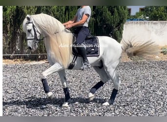 Andaluces, Caballo castrado, 10 años, 158 cm, White/Blanco