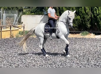 Andaluces, Caballo castrado, 10 años, 158 cm, White/Blanco