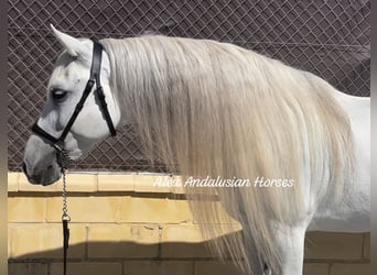 Andaluces, Caballo castrado, 10 años, 158 cm, White/Blanco