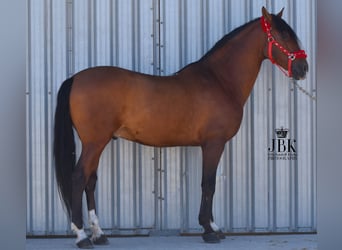 Andaluces, Caballo castrado, 10 años, 159 cm, Castaño