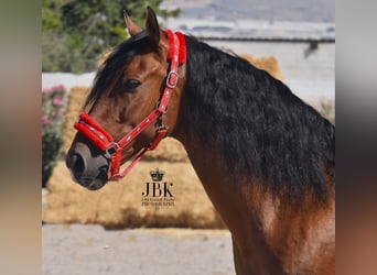 Andaluces, Caballo castrado, 10 años, 159 cm, Castaño