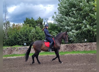 Andaluces Mestizo, Caballo castrado, 10 años, 159 cm, Castaño oscuro