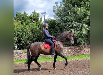 Andaluces Mestizo, Caballo castrado, 10 años, 159 cm, Castaño oscuro