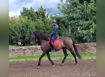 Andaluces Mestizo, Caballo castrado, 10 años, 159 cm, Castaño oscuro