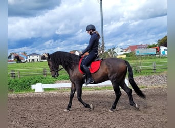 Andaluces Mestizo, Caballo castrado, 10 años, 159 cm, Castaño oscuro