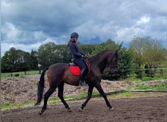 Andaluces Mestizo, Caballo castrado, 10 años, 159 cm, Castaño oscuro