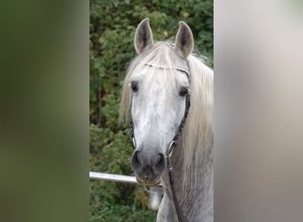 Andaluces Mestizo, Caballo castrado, 10 años, 159 cm, Tordo rodado