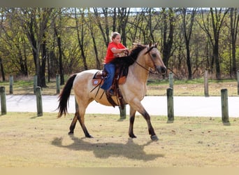 Andaluces, Caballo castrado, 10 años, 160 cm
