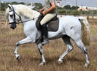 Andaluces, Caballo castrado, 10 años, 162 cm, Tordo