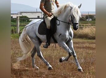 Andaluces, Caballo castrado, 10 años, 162 cm, Tordo
