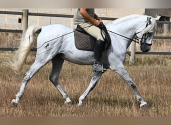 Andaluces, Caballo castrado, 10 años, 162 cm, Tordo