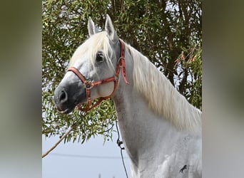Andaluces, Caballo castrado, 10 años, 162 cm, Tordo
