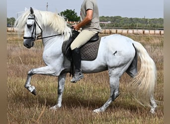 Andaluces, Caballo castrado, 10 años, 162 cm, Tordo