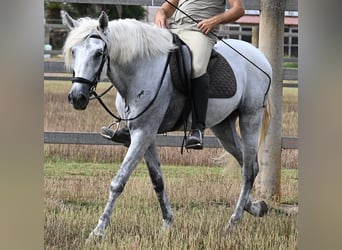 Andaluces, Caballo castrado, 10 años, 162 cm, Tordo