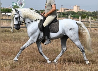 Andaluces, Caballo castrado, 10 años, 162 cm, Tordo