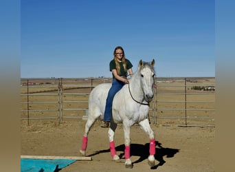 Andaluces, Caballo castrado, 10 años, 168 cm, Tordo