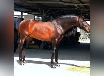 Andaluces, Caballo castrado, 10 años, 169 cm, Castaño rojizo