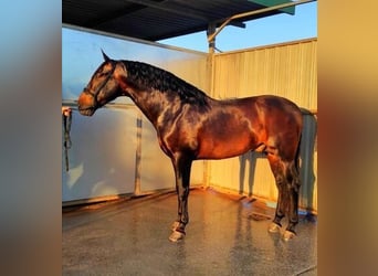 Andaluces, Caballo castrado, 10 años, 169 cm, Castaño rojizo