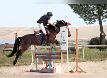 Andaluces, Caballo castrado, 10 años, Castaño rojizo