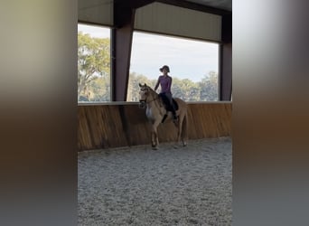 Andaluces, Caballo castrado, 10 años, Palomino