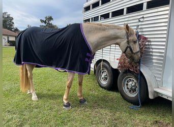 Andaluces, Caballo castrado, 10 años, Palomino