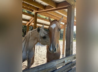 Andaluces, Caballo castrado, 10 años, Palomino