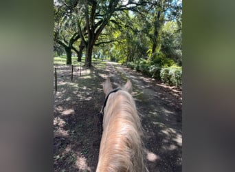 Andaluces, Caballo castrado, 10 años, Palomino