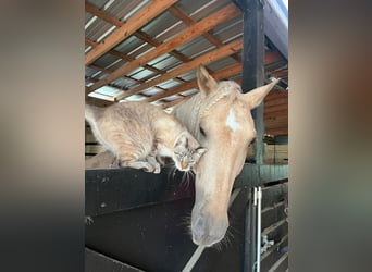 Andaluces, Caballo castrado, 10 años, Palomino