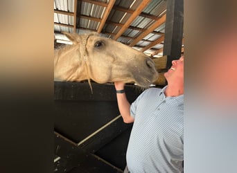 Andaluces, Caballo castrado, 10 años, Palomino